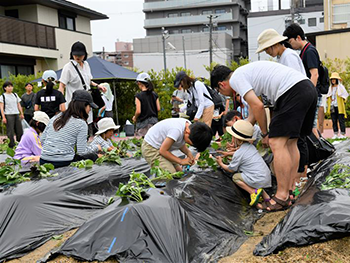 農作業体験イベントの開催