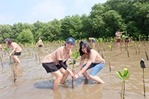 マングローブ植林活動